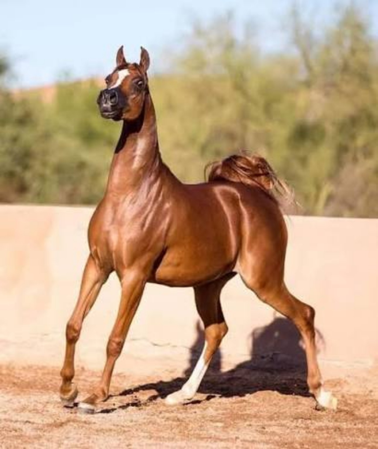 حصان عربي