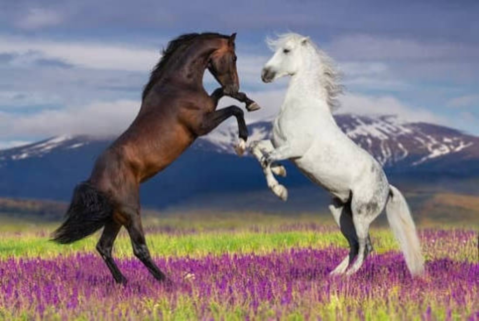 خيل عربي